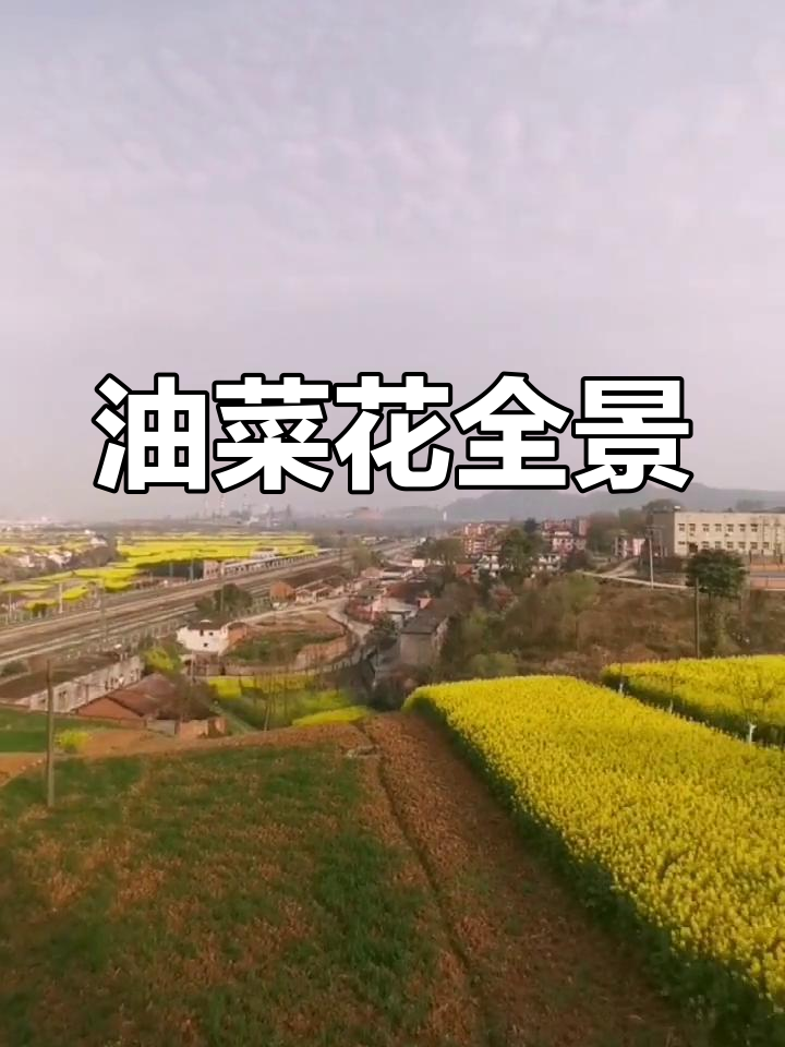 闽西老家属楼全景油菜花,视野超棒
