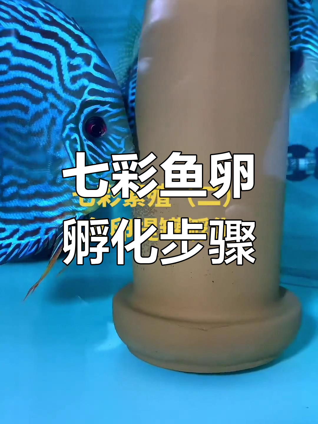 七彩神仙鱼卵提罐孵化全过程