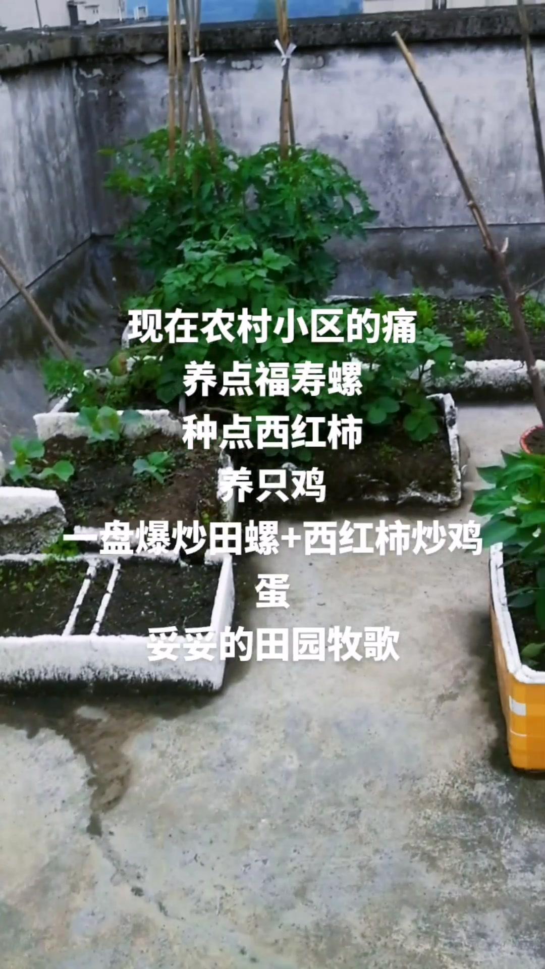 现在农村小区的痛 养点福寿螺 种点西红柿 养只鸡 一盘爆炒田螺+西红柿炒鸡蛋 妥妥的田园牧