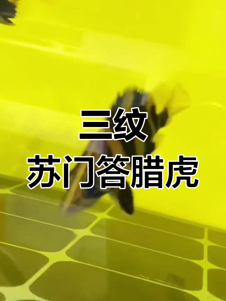 印尼三纹虎到货,刀纹清晰