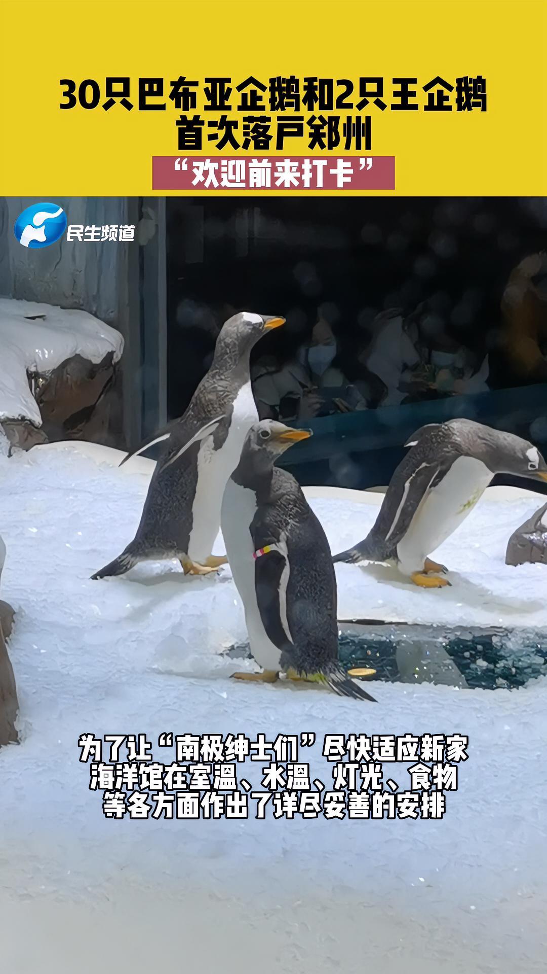 12月11日,河南郑州,30只巴布亚企鹅和2只王企鹅,首次落户郑州,“欢迎前来打卡”。企鹅
