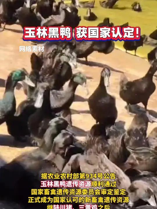 玉林黑鸭,获国家认定!