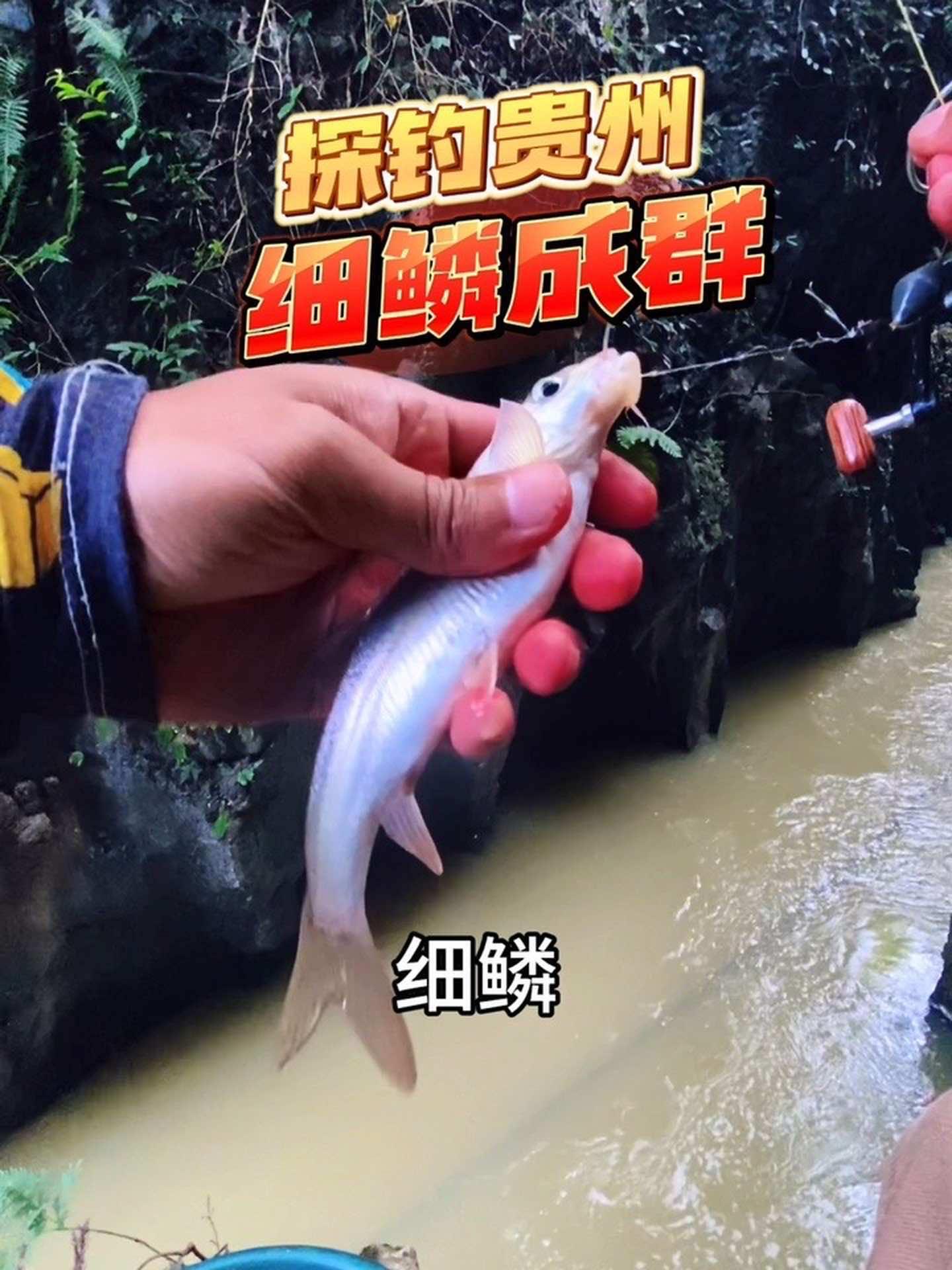 探钓贵州,细鳞闹窝,钓得我心惊胆战!户外钓鱼 荒野探钓 溪流钓 细鳞鱼 荒野垂钓