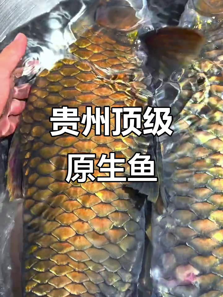 贵州溪流钓原生鱼,清波水中小青惊艳登场