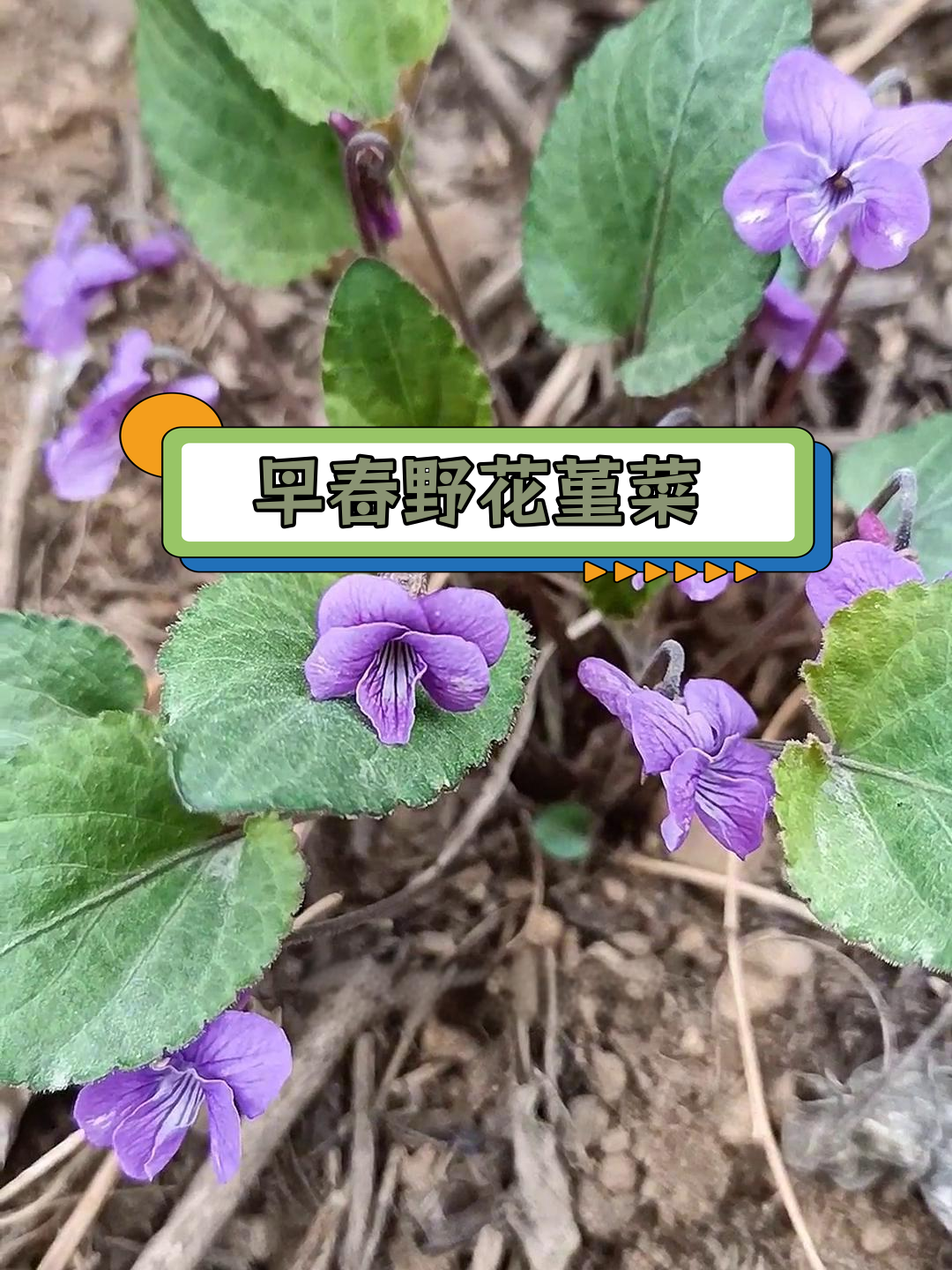 北方早春常见堇菜种类介绍