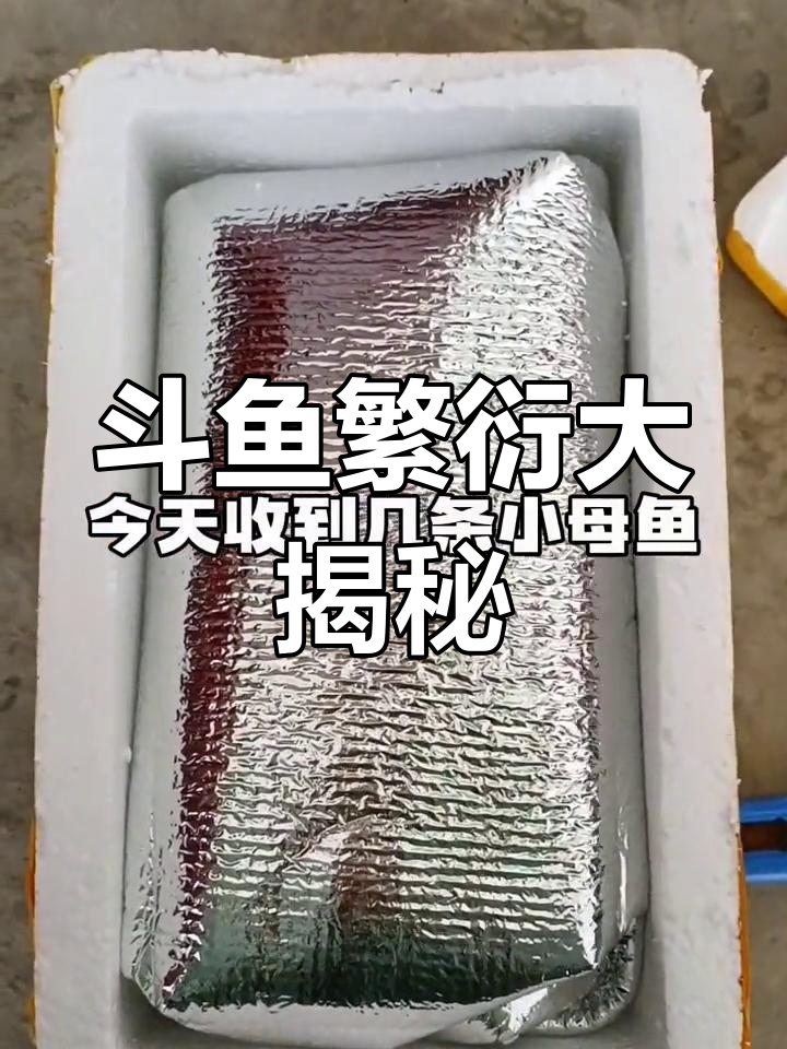 泰国斗鱼母鱼开箱,丰年虾喂养后即将开启繁殖盛况!