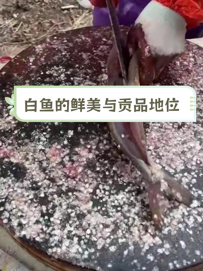 太湖白鱼干的独特魅力与历史价值