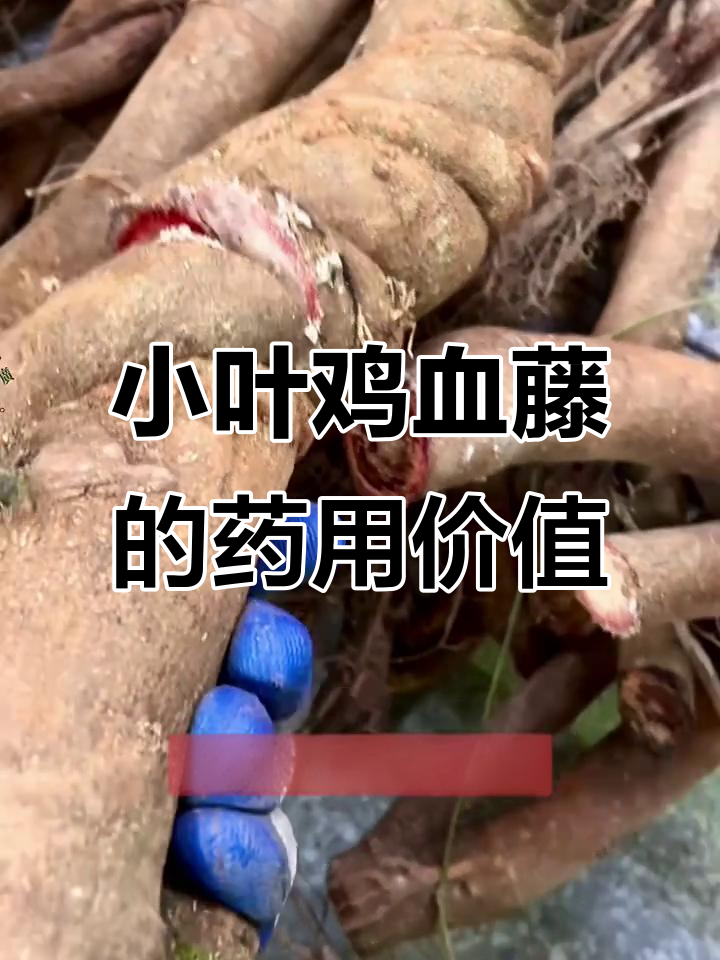 客家人传承的野生药材:小叶鸡血藤与蜜花豆