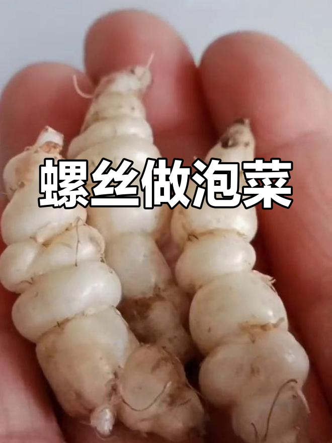 南方农村的独特泡菜原料,螺蛳菜的脆嫩美味