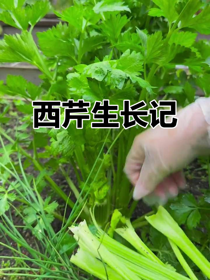 西芹春秋种植,秋季开花结籽,4月移栽后即可采摘