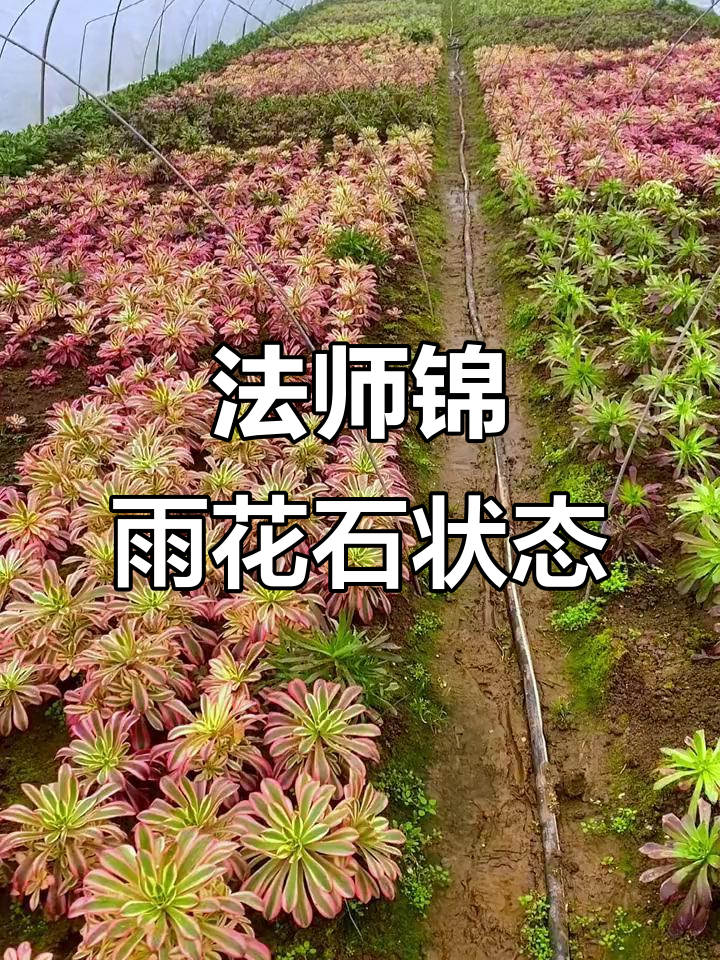 法师锦雨花石状态全解析,嫦娥、水墨画等美轮美奂