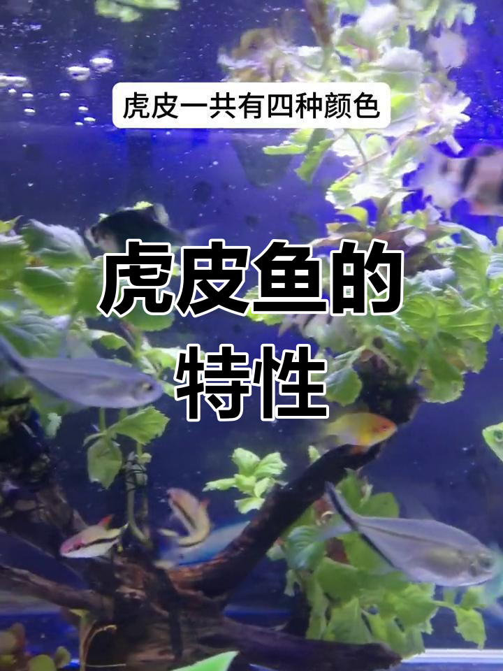 虎皮鱼色彩多样,活泼好斗,饲养起来充满活力