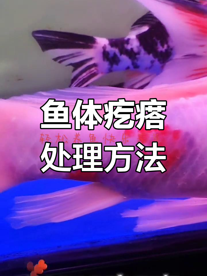 鱼鳍鱼尾疙瘩处理法