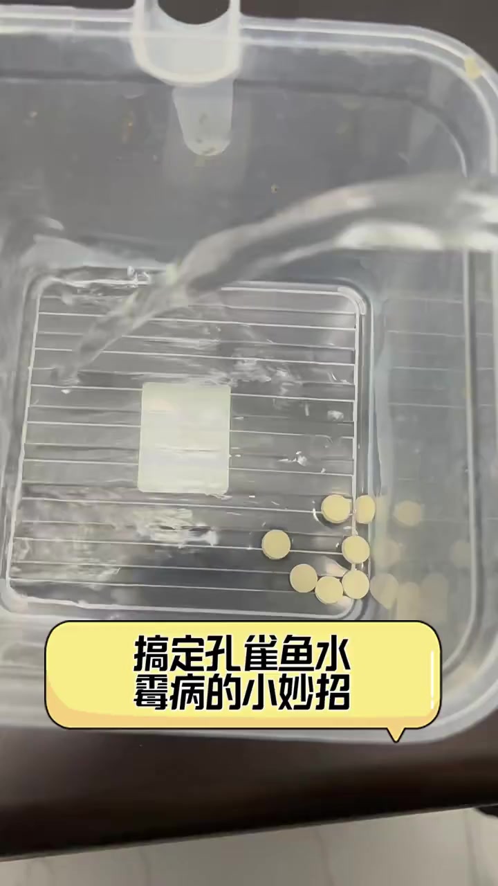搞定孔雀鱼水霉病的小妙招