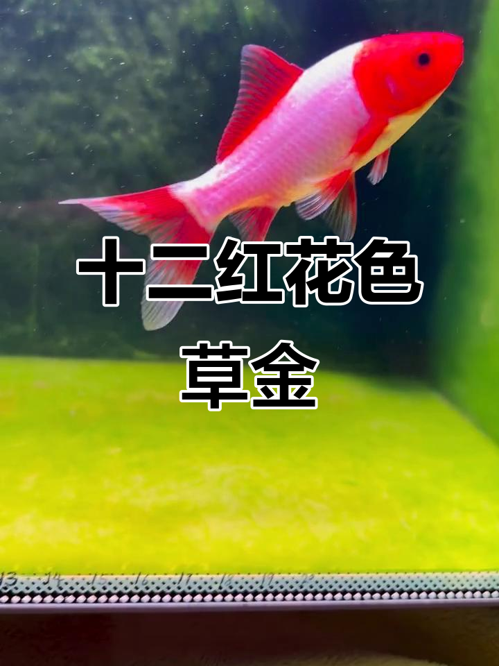 12红草金鱼，美丽中长尾鳍腮红，超可爱！