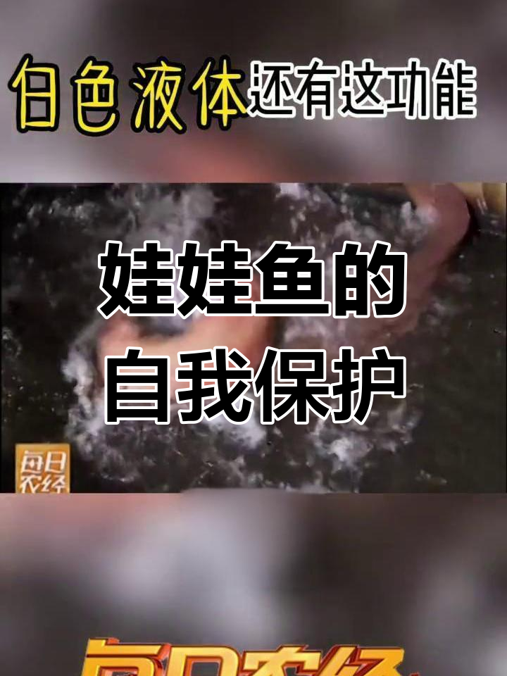 娃娃鱼粘液背后的秘密
