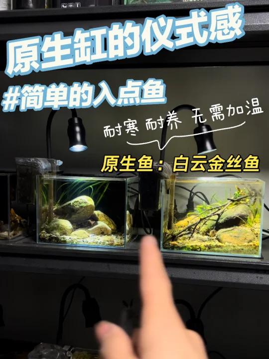 简单的入点鱼“白云金丝鱼”原生缸造景