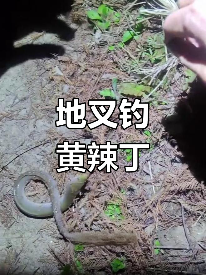 青蚯蚓地插钓组,超级大激浪鱼来袭!