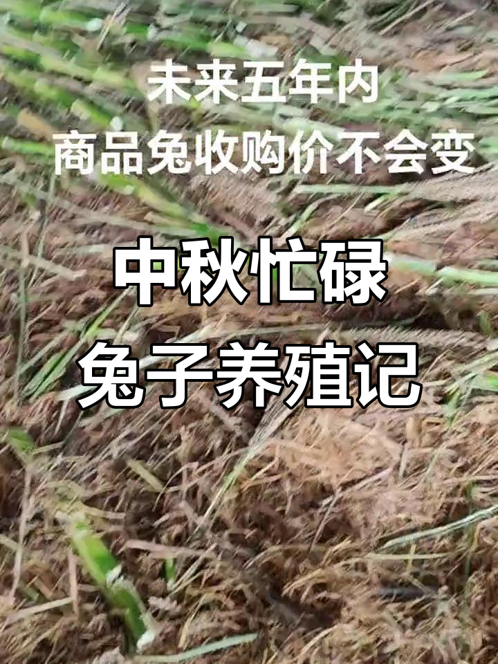 兔子繁殖忙，中秋加班做兔肉月饼