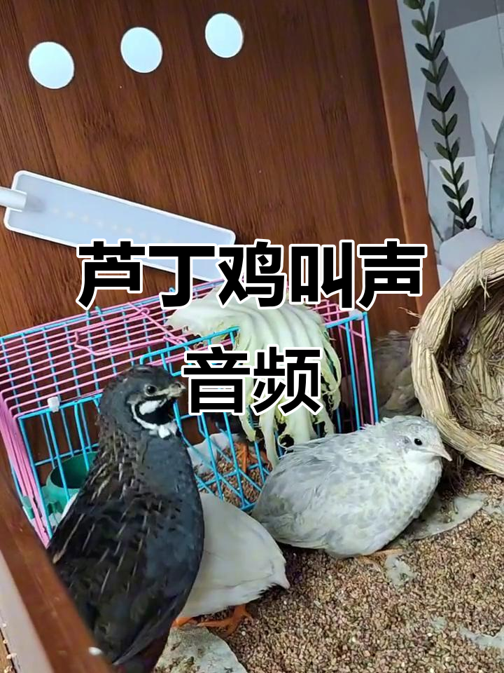 芦丁鸡叫声大集合,听!