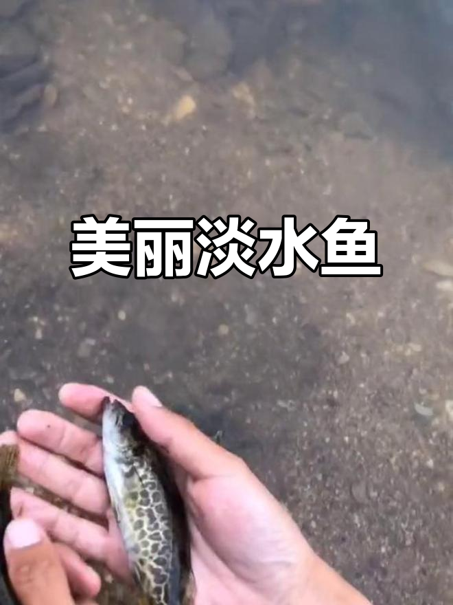 这条淡水鱼美得令人惊叹,花纹独特,简直是大自然的杰作!