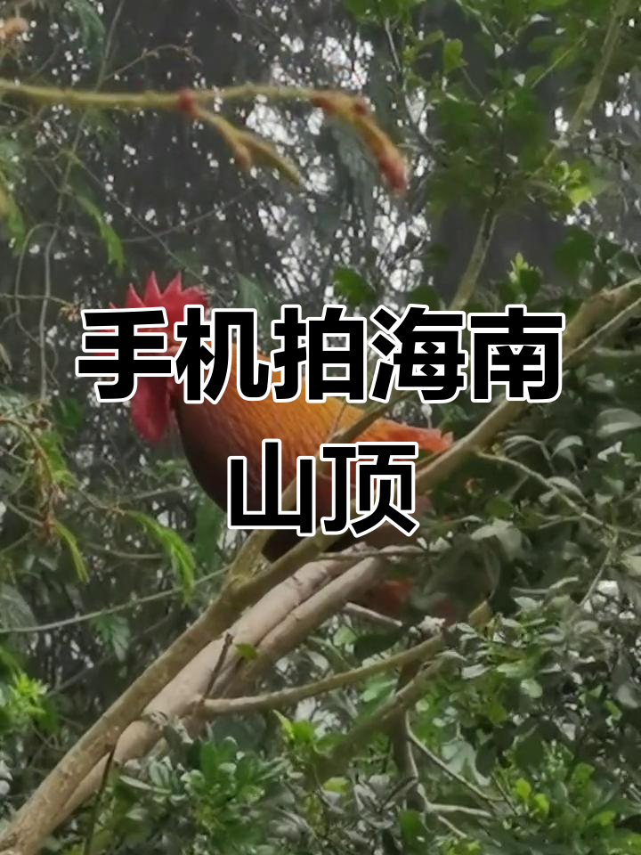 海南尖峰岭大公鸡八百十八山手机拍摄
