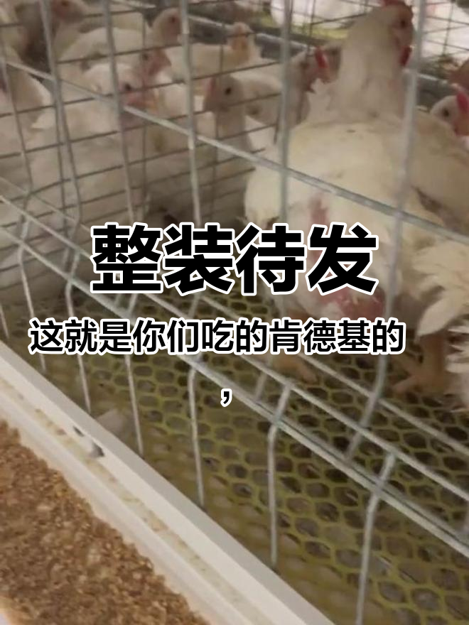 整装待发,这就是你们吃的肯德基的,1个头,1对翅膀,2只爪,没有好几对翅膀不是激素鸡,放心
