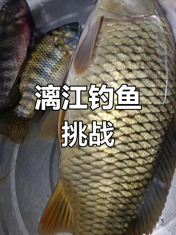 桂林漓江钓鱼难度大,鲤鱼难觅