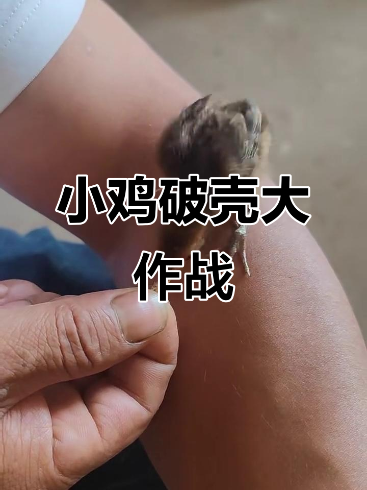 2024竹鸡苗出壳，血性小鸡萌态十足