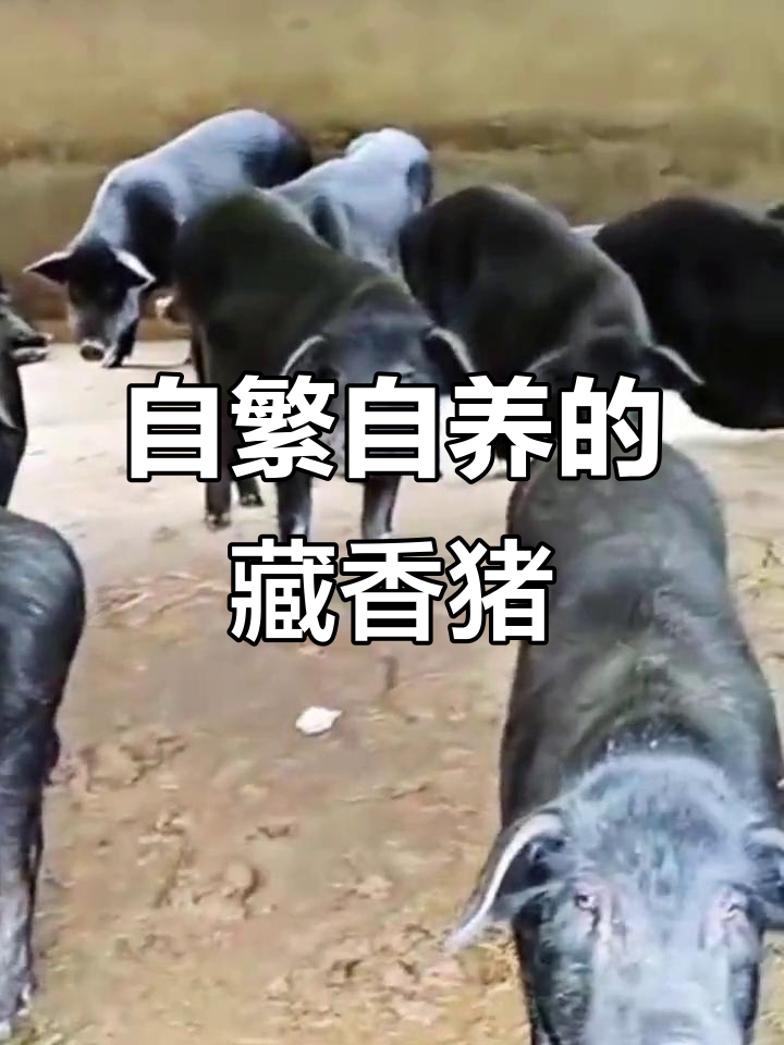 甘肃甘南藏香猪:古老瘦肉型品种,自繁自养生态放养