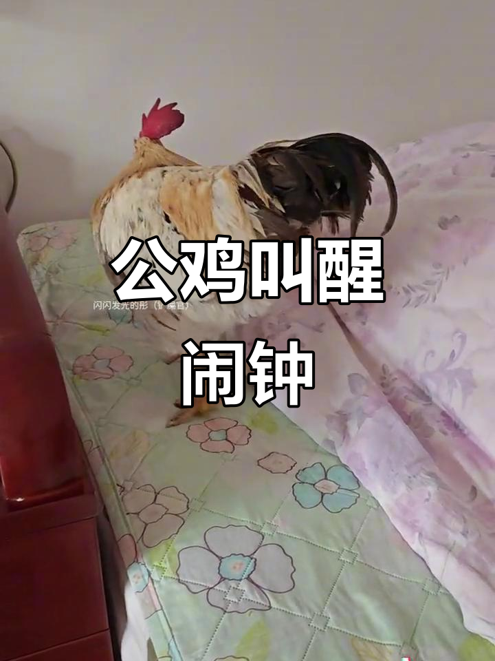 网红公鸡打鸣,闹钟铃声太炫酷!