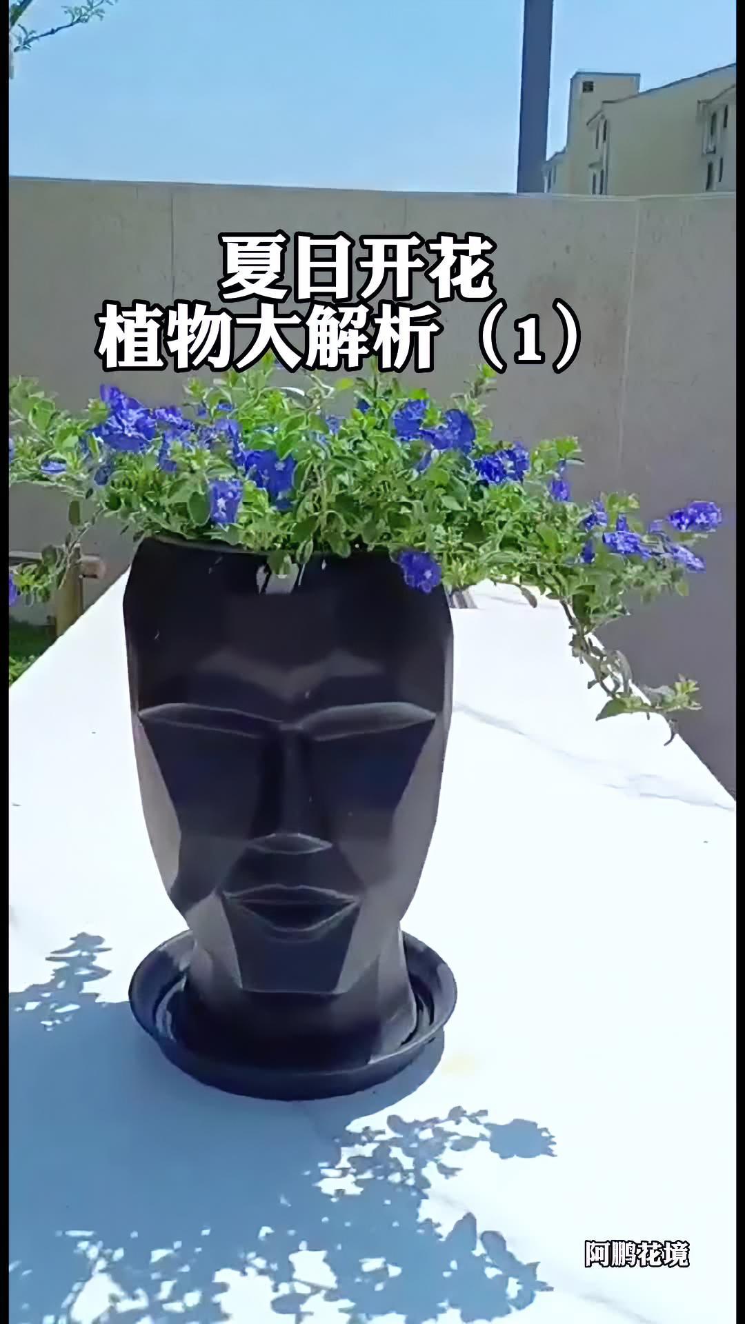 夏天有哪些不惧高温开花植物?花园设计 花境 花园养护 别墅设计