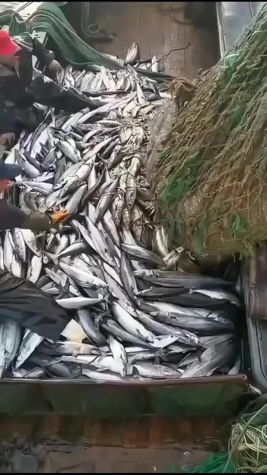 深海鲅鱼渔民生活实拍渔民日常海鲜海鱼