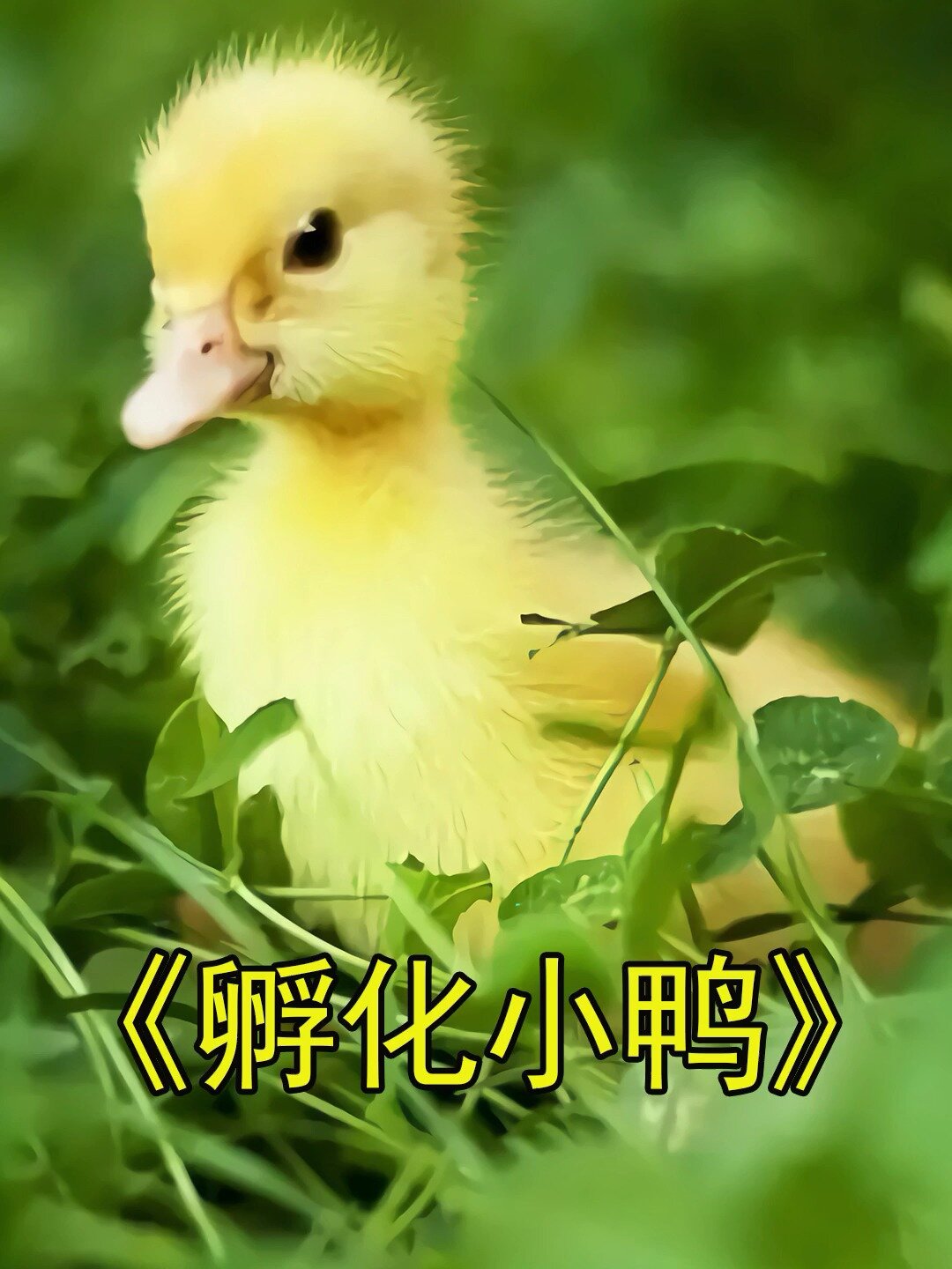 男人用肚子孵化鸭蛋,小鸭子29天成功破壳