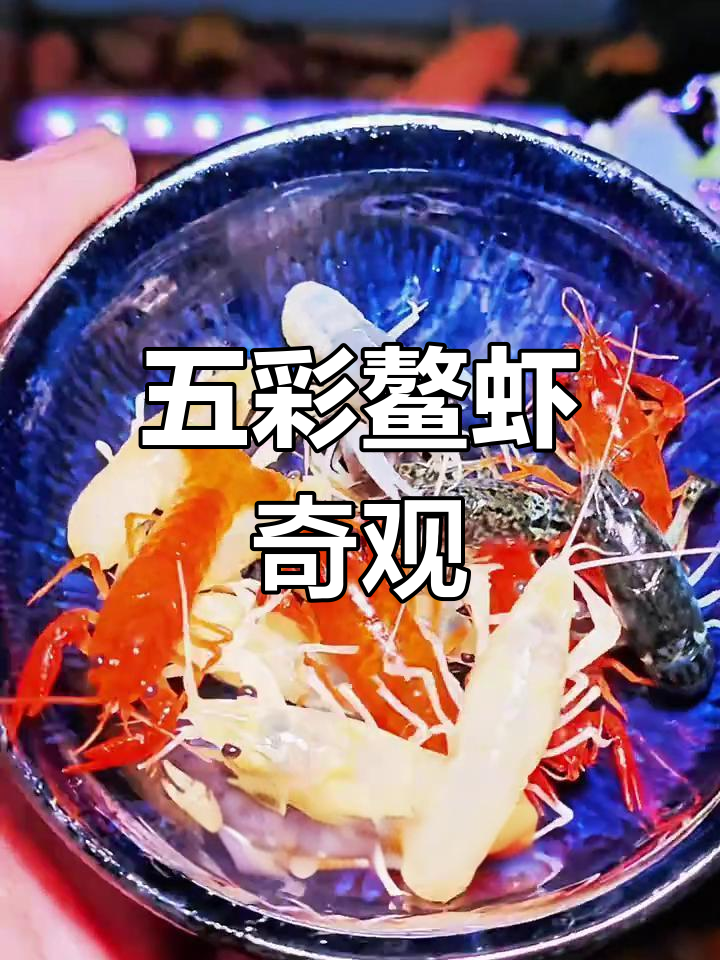 这只龙虾冬暖夏凉,五彩斑斓,堪称鱼缸里的清洁小能手