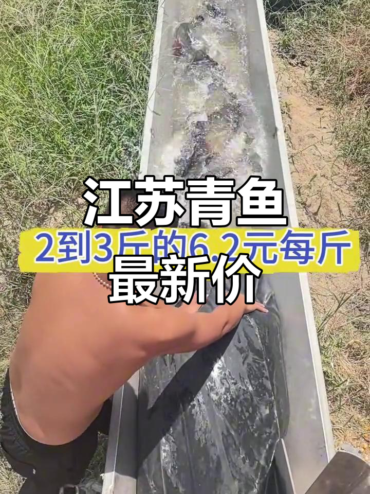 江苏青鱼价格大揭秘:从一斤到十斤,每斤多少钱?