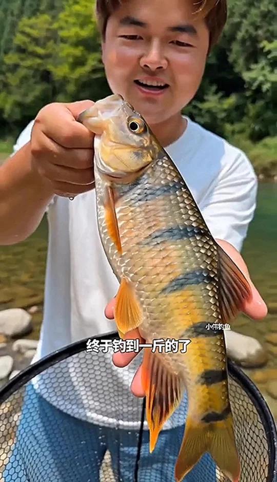 终于钓到一斤一条的溪石斑鱼了