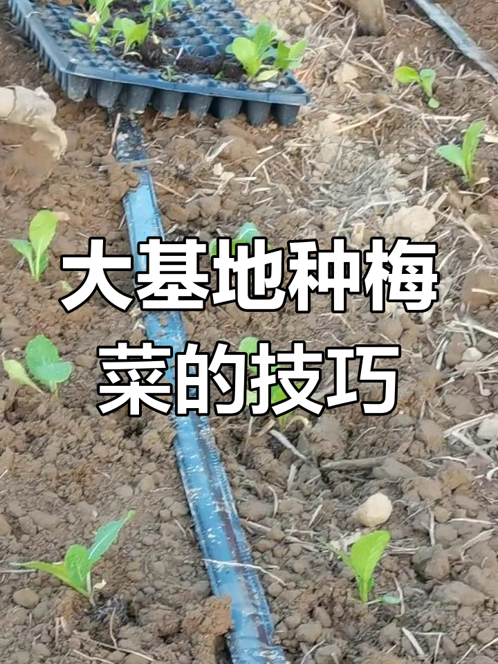 梅菜种植全攻略,如何科学管理