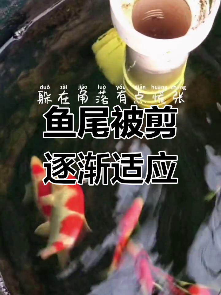 鱼尾感染烂掉,剪去后恢复得更好