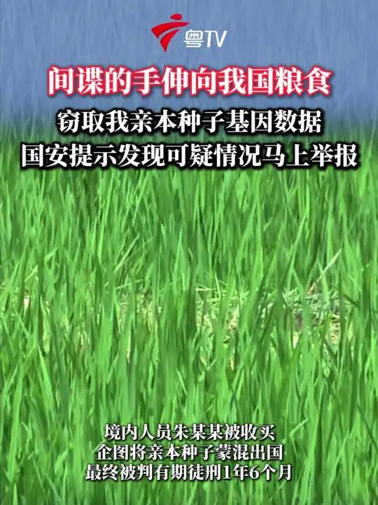 亲本种子一般指,第一代用于杂交实验的种子,是我国严禁向外出售的农业资源。近年来,国家安全机
