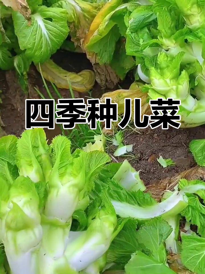 四川儿菜种子,四季种植轻松收获