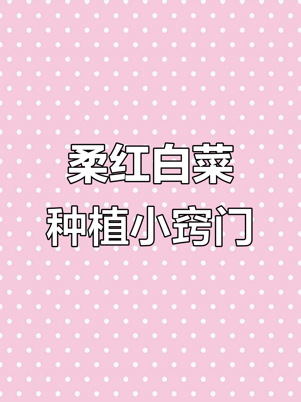 柔红白菜种植技巧:如何应对低温天气,包心效果不错