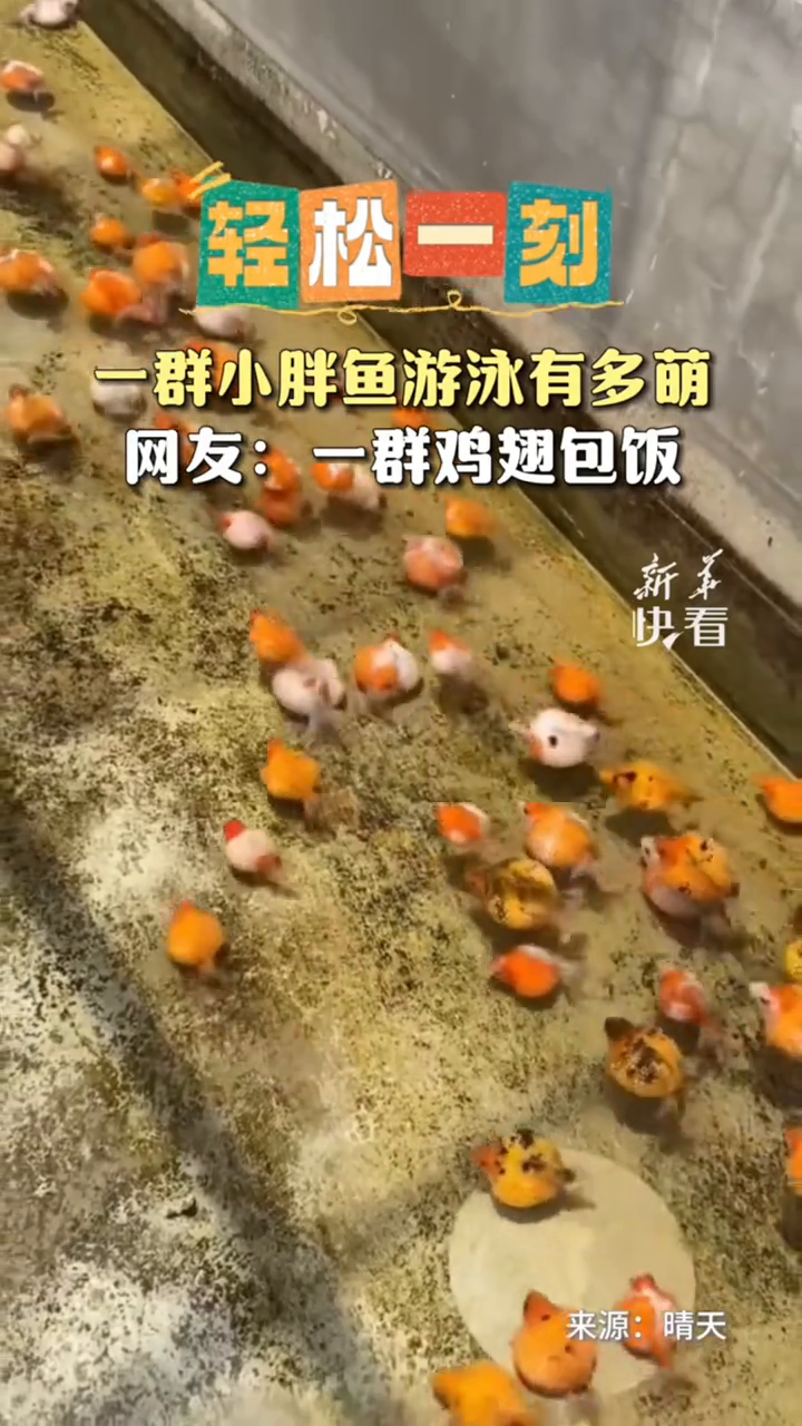 一群小胖鱼游泳有多萌,网友:一群鸡翅包饭