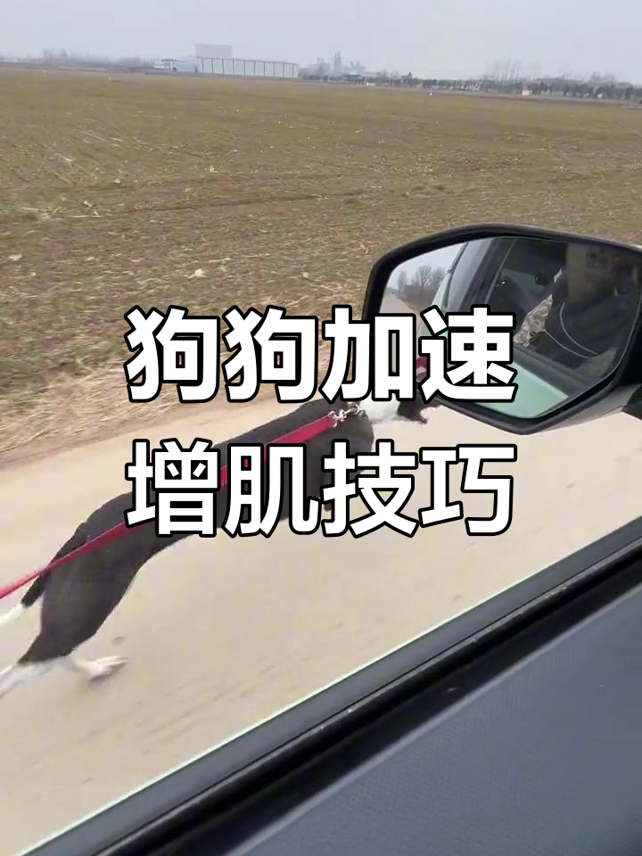 训练狗狗速度与体力,高蛋白食物助力肌肉增长