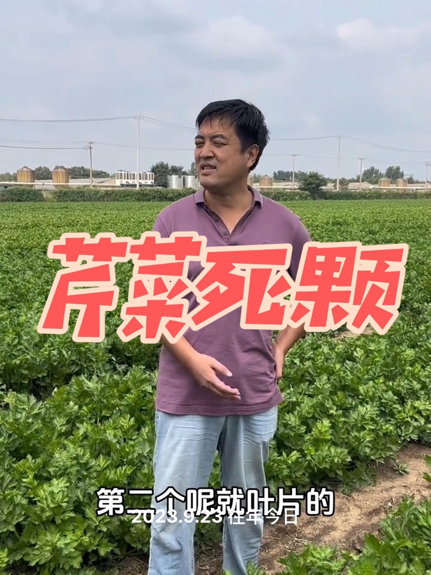 芹菜死颗,如何解决?一亩地2袋腐殖酸乙酸铜就搞定!蔬菜种植 病虫害防治 农业技术推广 蔬菜