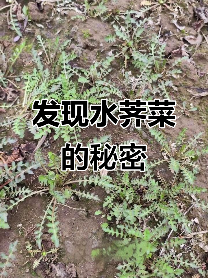 水荠菜大丰收,南关区妖泉眼沟等你来探!