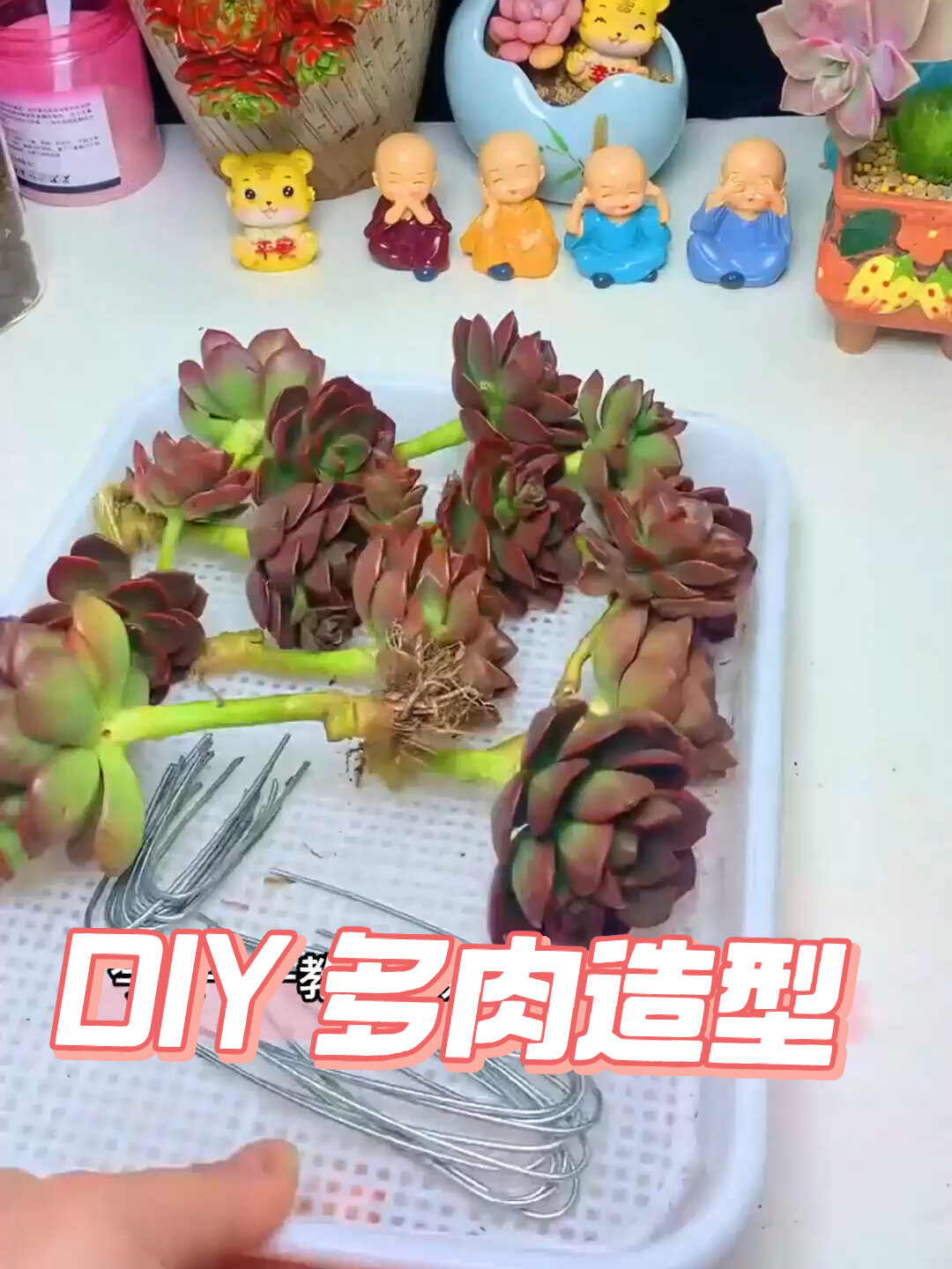 多肉缺口盆种植方法,学会的点个赞花卉绿植