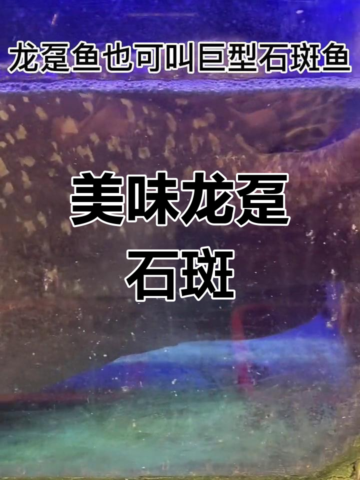 龙趸石斑鱼,肉质鲜美紧实,火锅煲粥皆宜