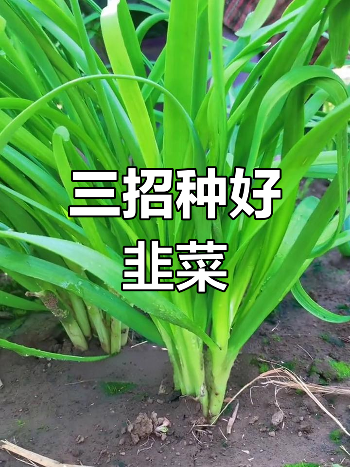 韭菜种植三大要点,掌握这些秘诀让你割不完