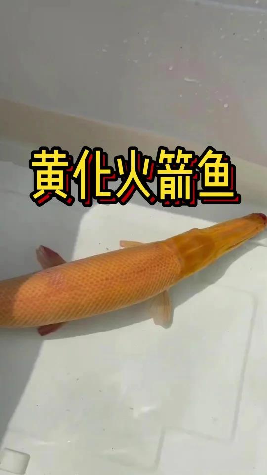 黄化火箭鱼